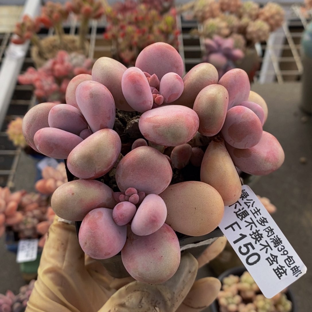 腰子桃蛋150/8c m