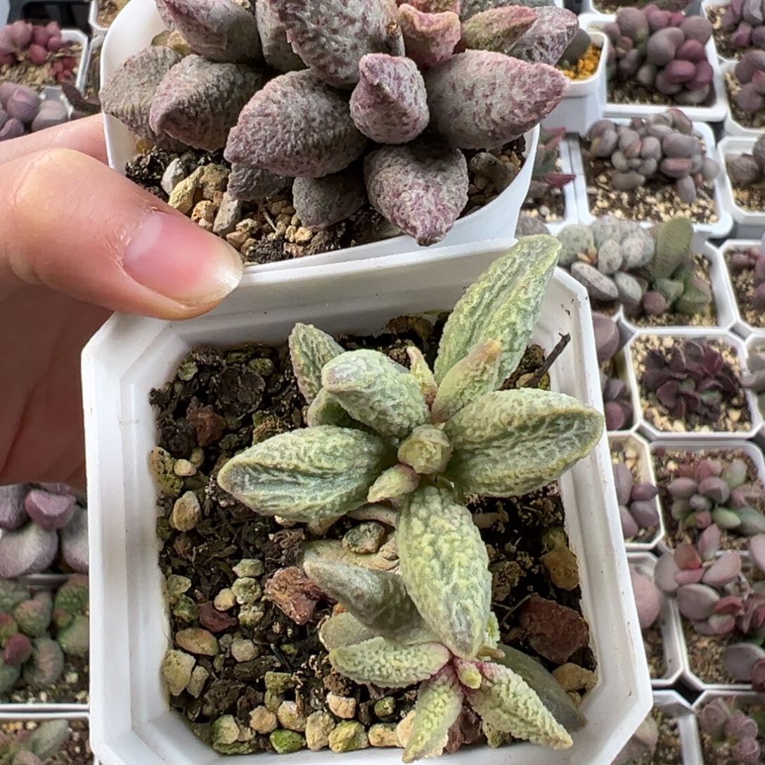 行****兵两颗一起满减多肉植物水泡