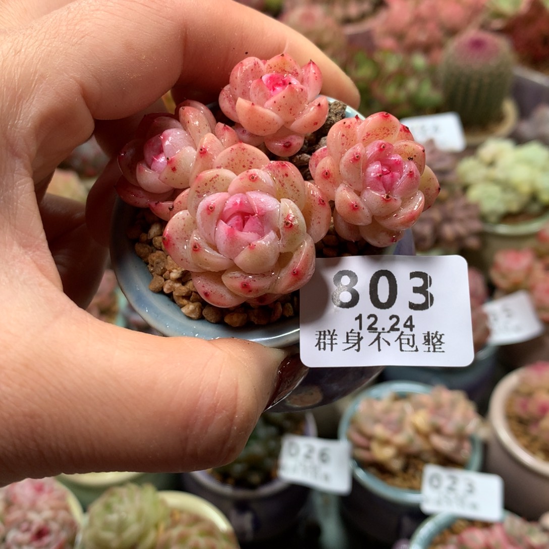 精控拇指盆12.24803