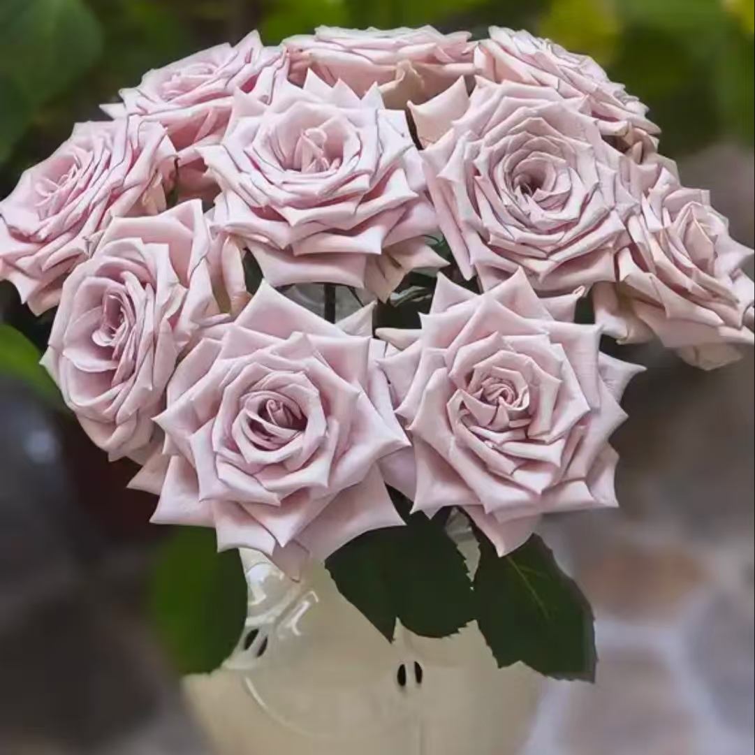 【曼塔玫瑰10支】任意2单鲜花升级顺丰冷链/德邦空运包邮