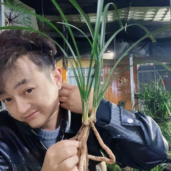 大部分花苞少量开放