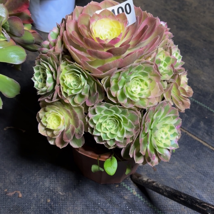 瑞妈，，，，。400绿体