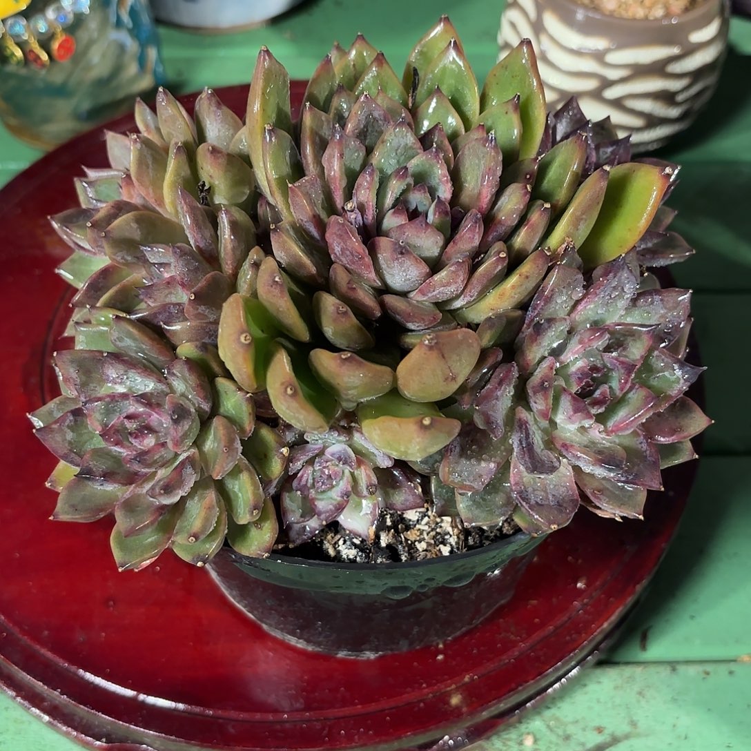 多肉植物啦啦啦啦啦