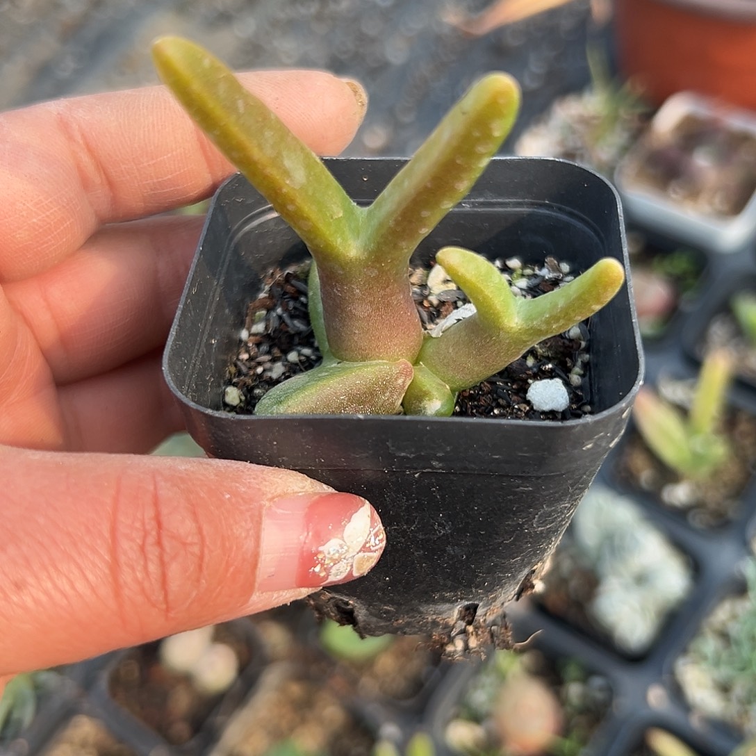 多肉植物怪鸟菊双头