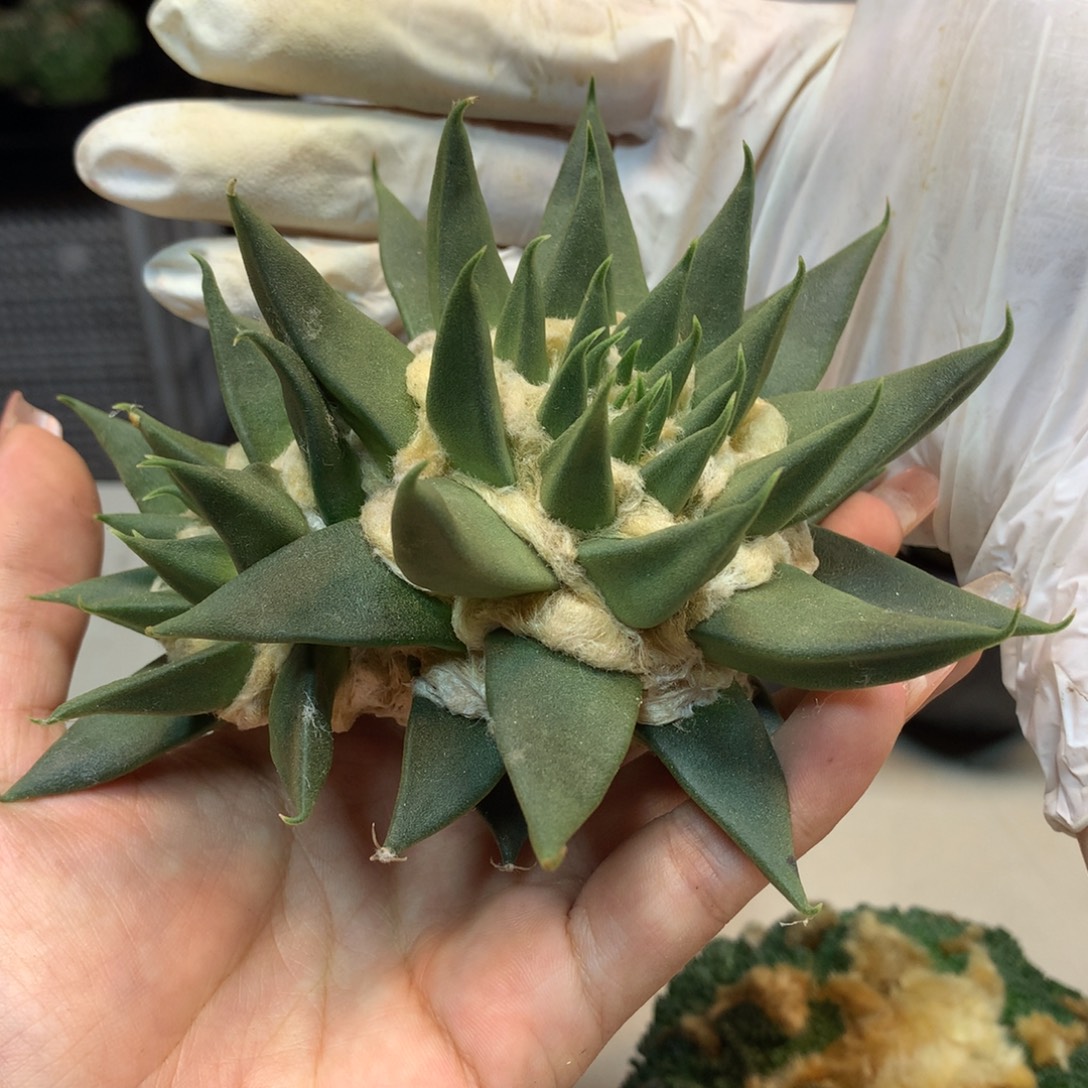      20号 出根龙牙岩牡丹主头11公分