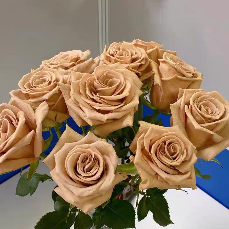 圣罗 云南玫瑰花苗老桩当年开花大花浓香月季老根花卉绿植盆栽