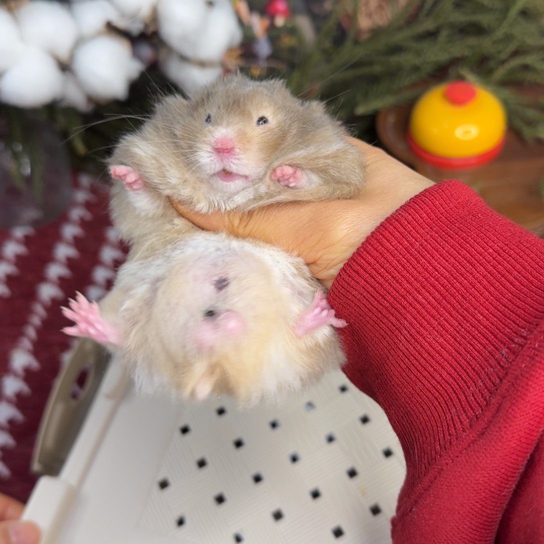 黑黄波弟弟11.08生日