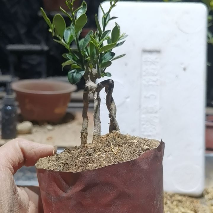 完全开放金豆小橘子绿植