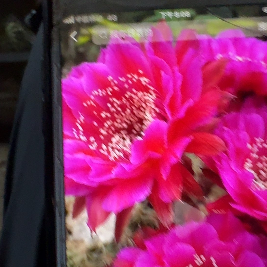 bug侧芽4公分彩草