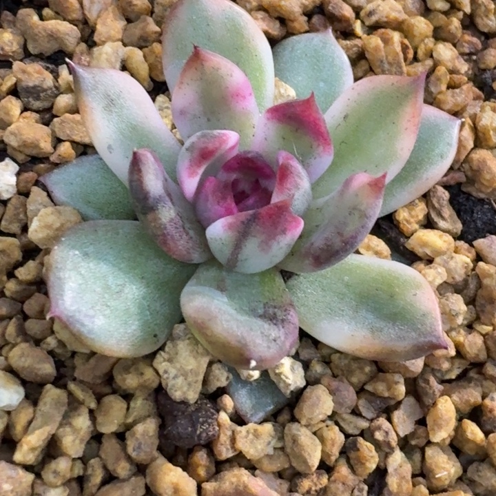 火焰山锦一物一拍