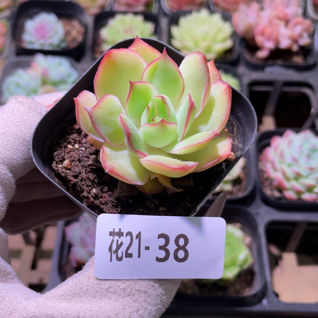 花利美21-38船影单头