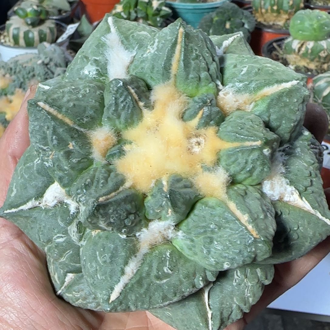 【闪购商品】自根11厘米特色623