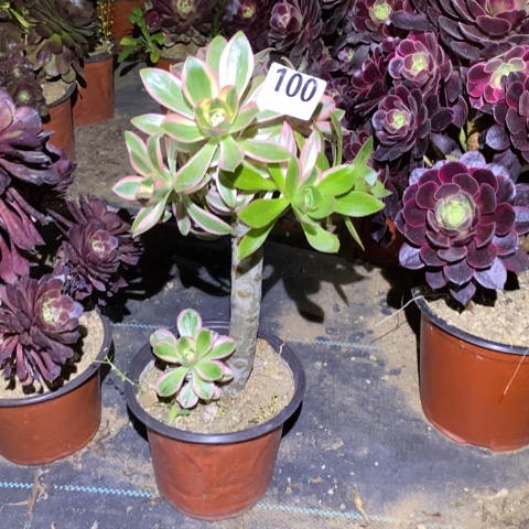 艳姿锦多肉植物法师不包损