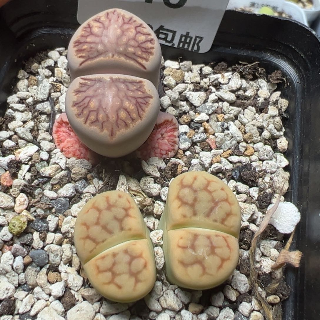 【闪购商品】 546。     