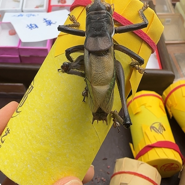 鸣虫虫具一个包邮