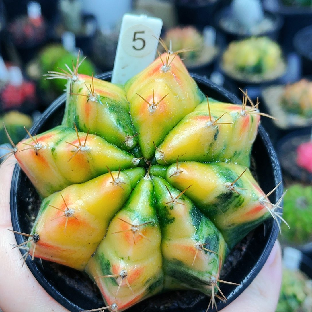 非偏远地区满25发货仙人球