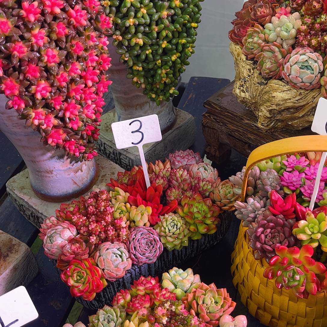 这个是3号多肉植物的