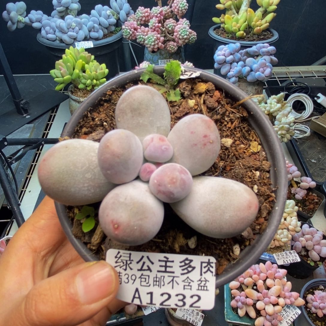 232米可奶多肉5c m