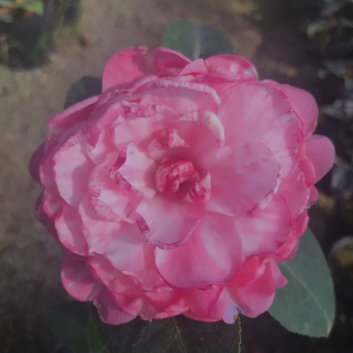伊莎安妮茶花苗四季常绿阳台庭院花卉盆栽产地直销热卖