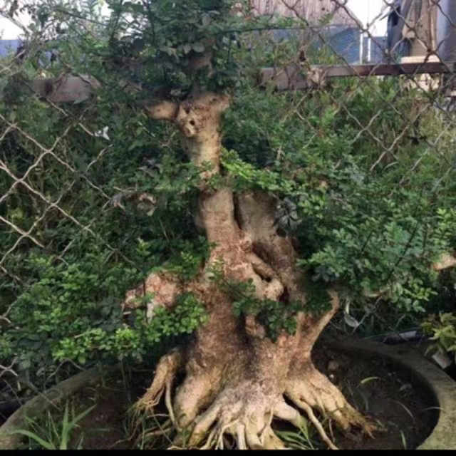 白腊庭院式微型盆景定制造型老鸦柿设计