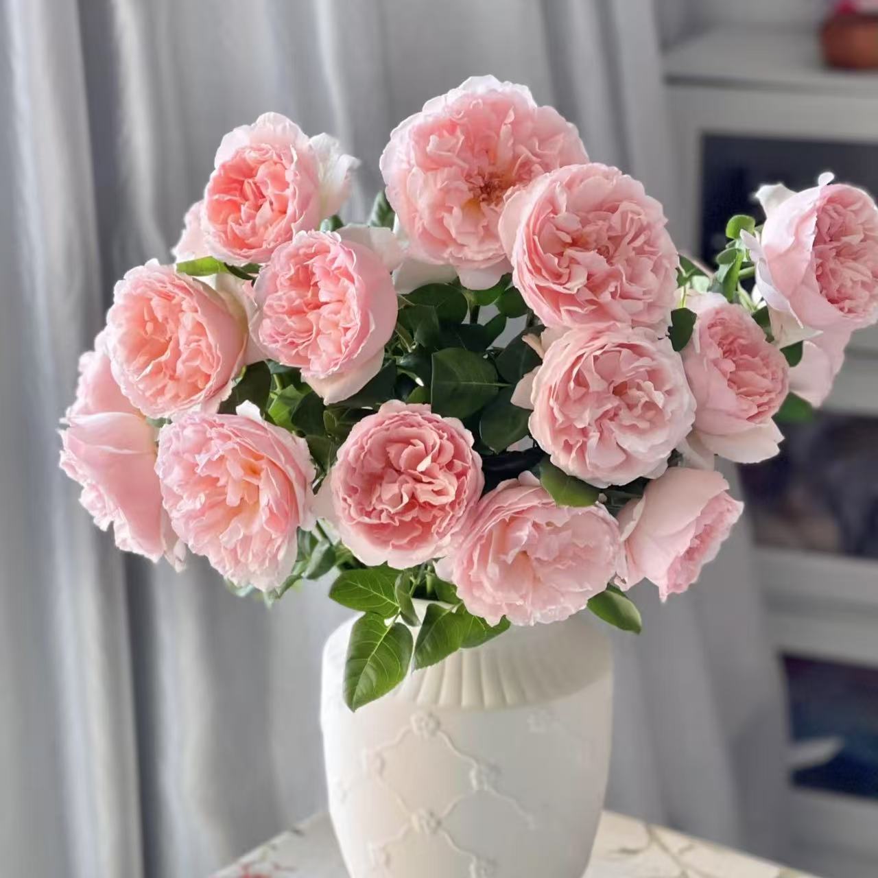 扦插中苗土球发【夏琳王妃】抗病性强，耐热耐寒，浓香