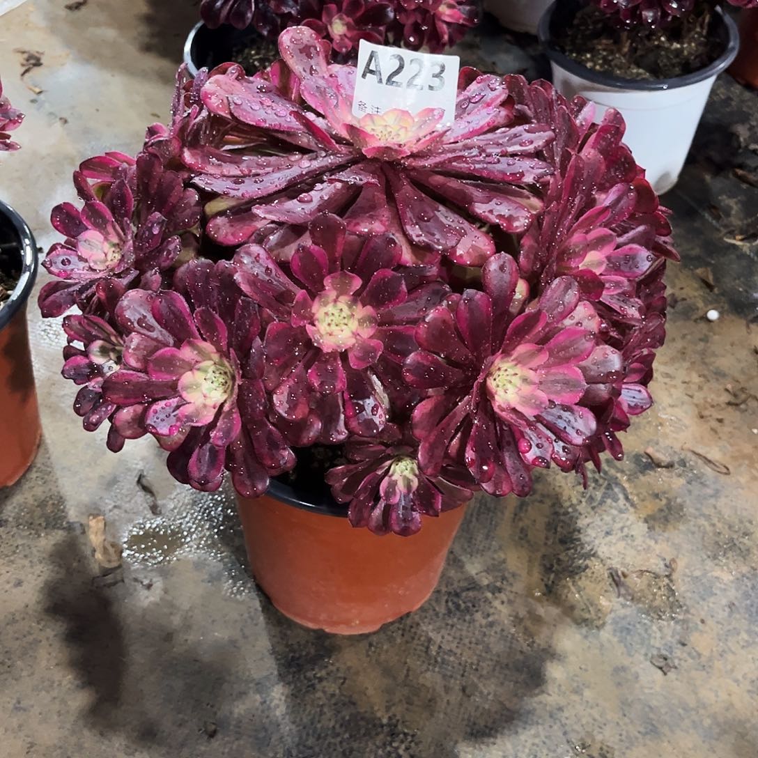 多肉植物美姬变异223多肉