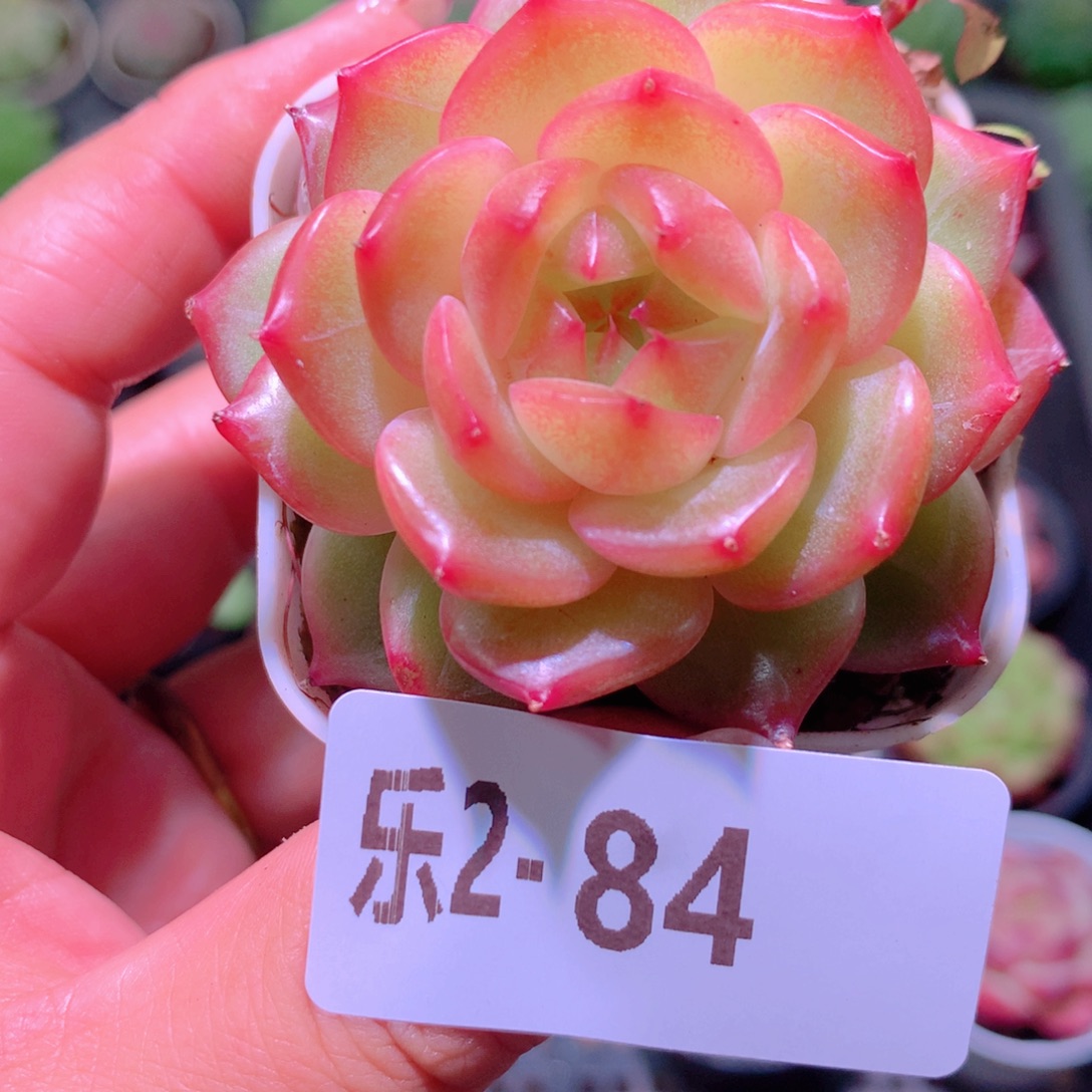 乐然 2-84 福利珍妮 