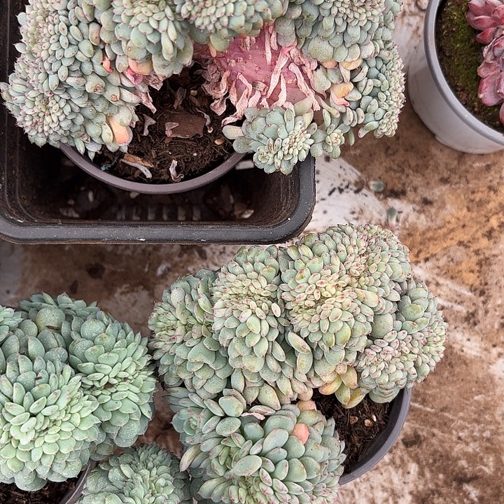 白胖子缀化（拍满18包邮）