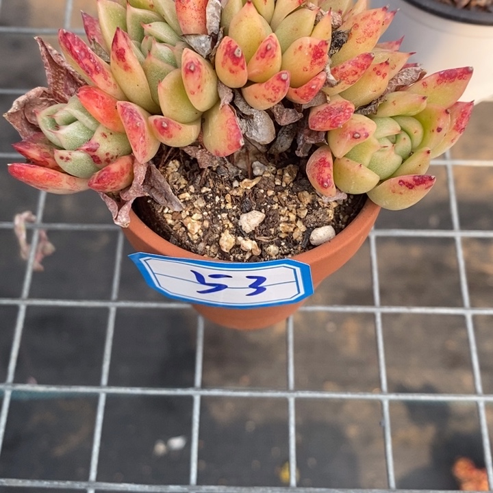 齐*一物一拍东云杂多肉53