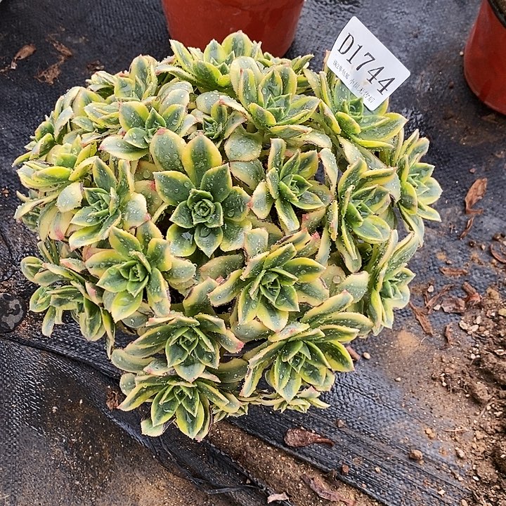 1744星爆多肉微瑕疵无售后