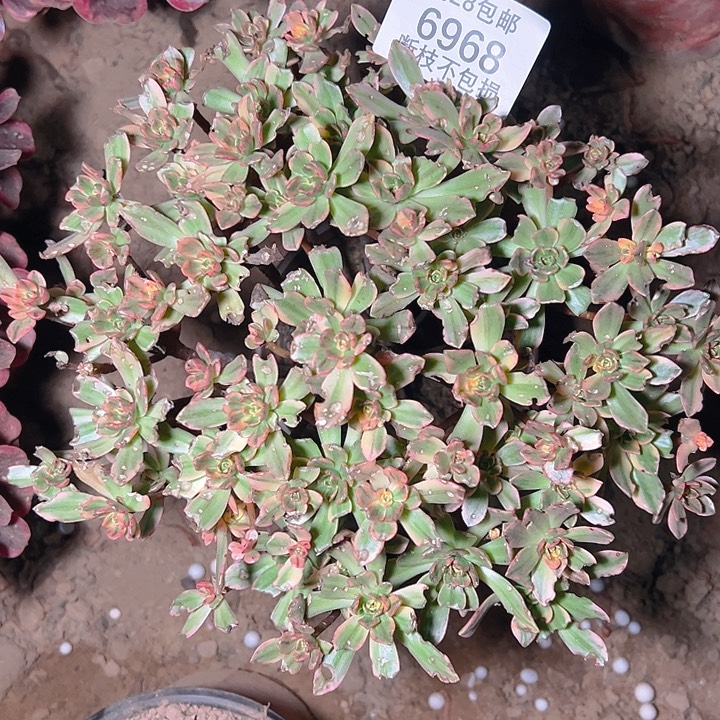 軒***_6968甜茶多肉植物