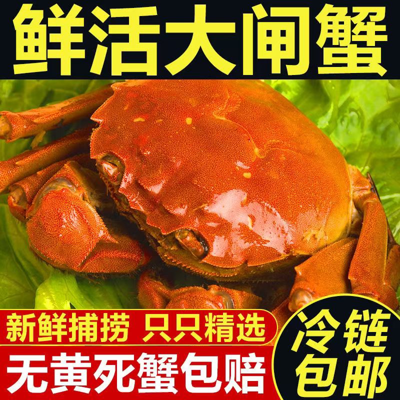 【活蟹】新鲜活河蟹1.7-1.9两全母蟹（8只）母蟹1.3斤足斤发