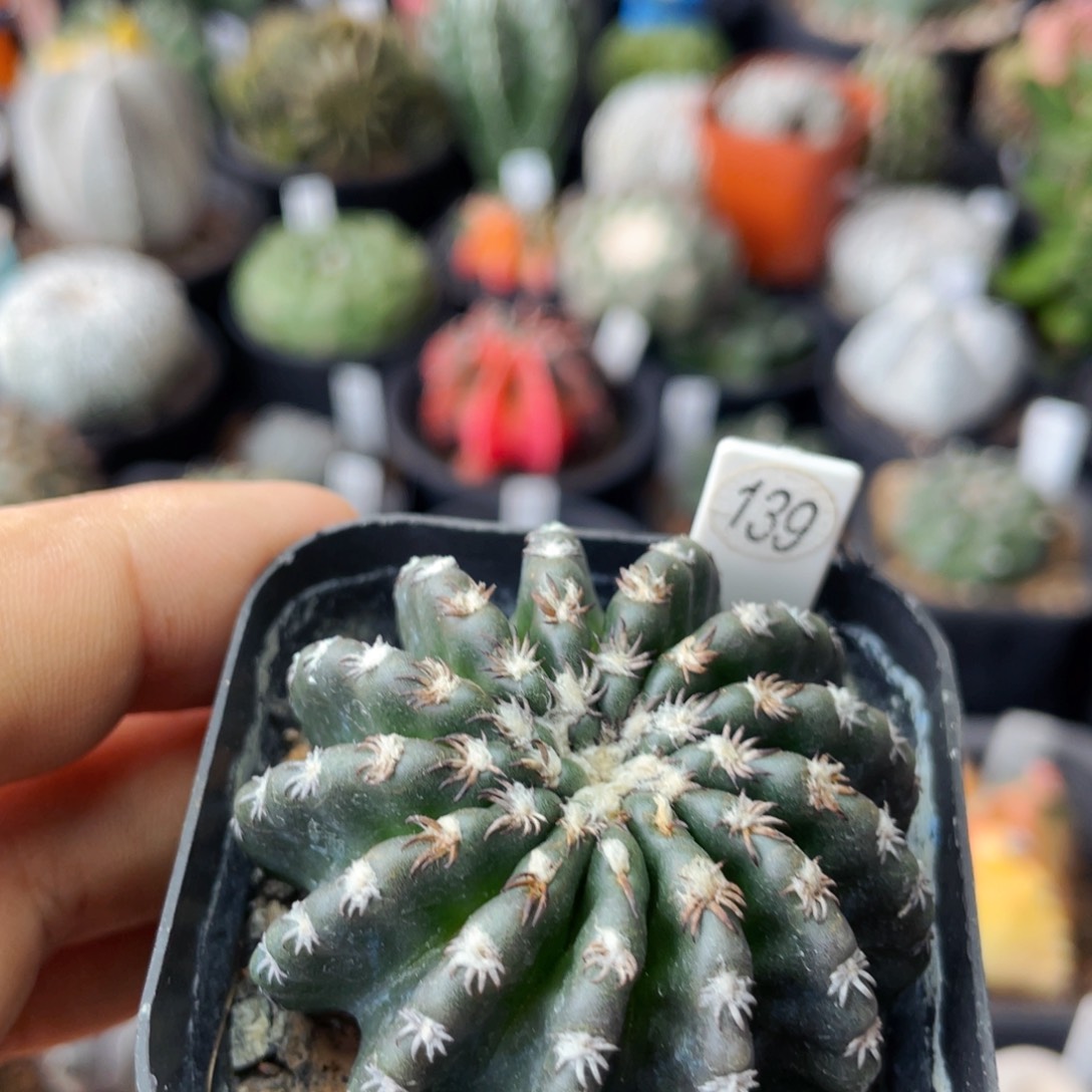 仙人球满28包邮盆口径5公分奇特球