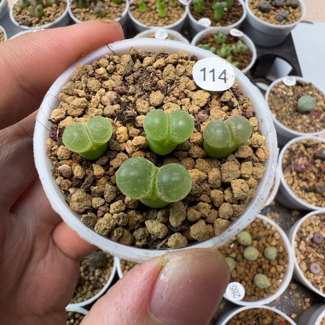 粉樱一颗脱土114000