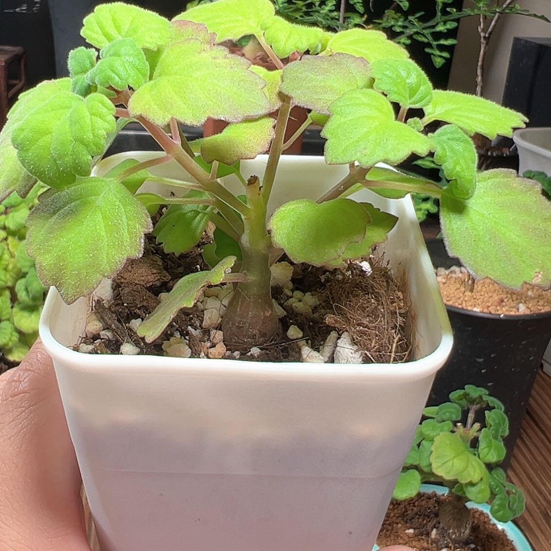 爱氏延命草带盆28包邮