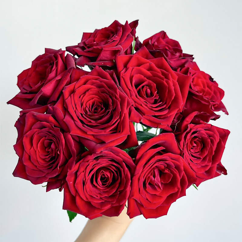 【方德】红衣女郎20支玫瑰（无土栽培）【1单包邮】