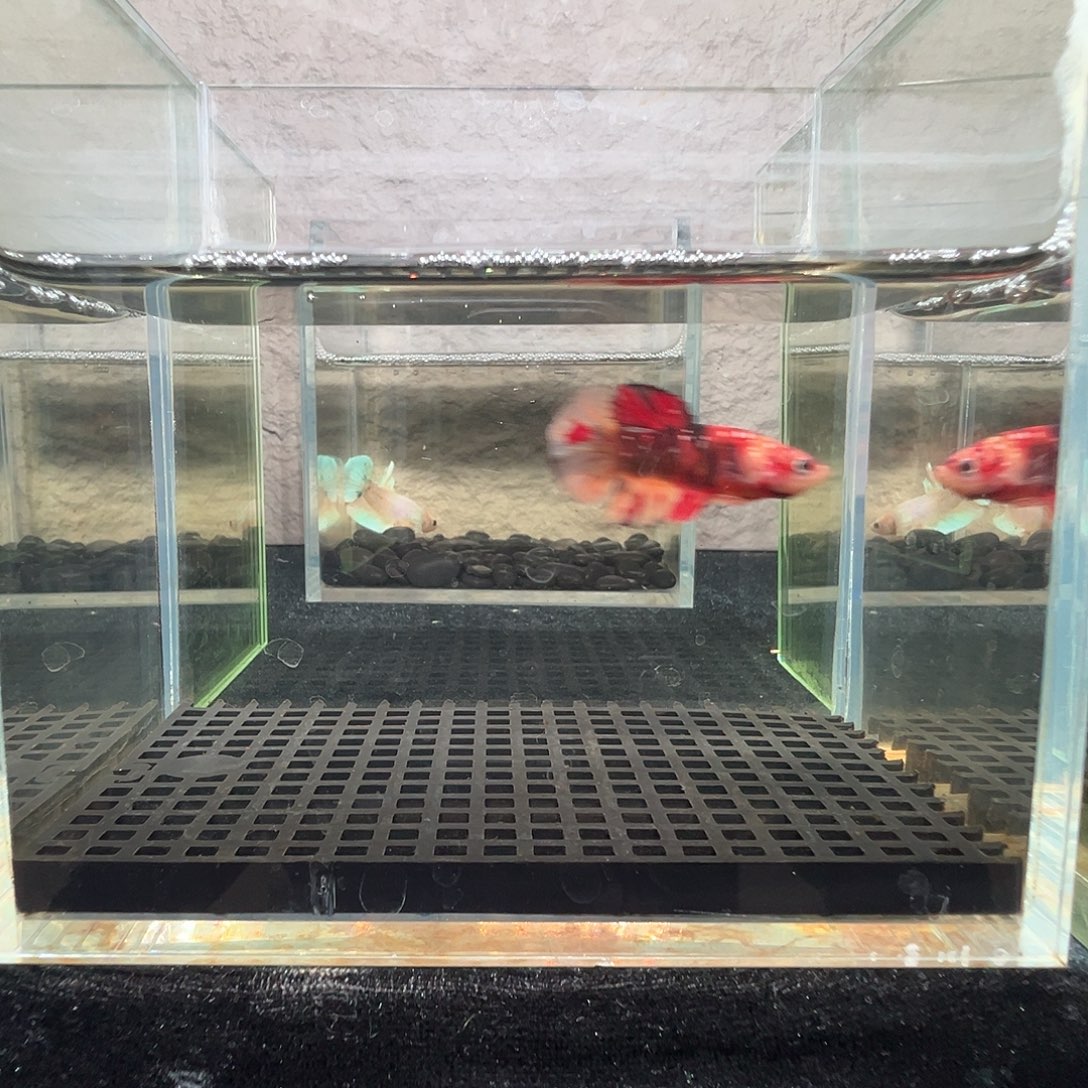 斗鱼阿浩泰斗11日61