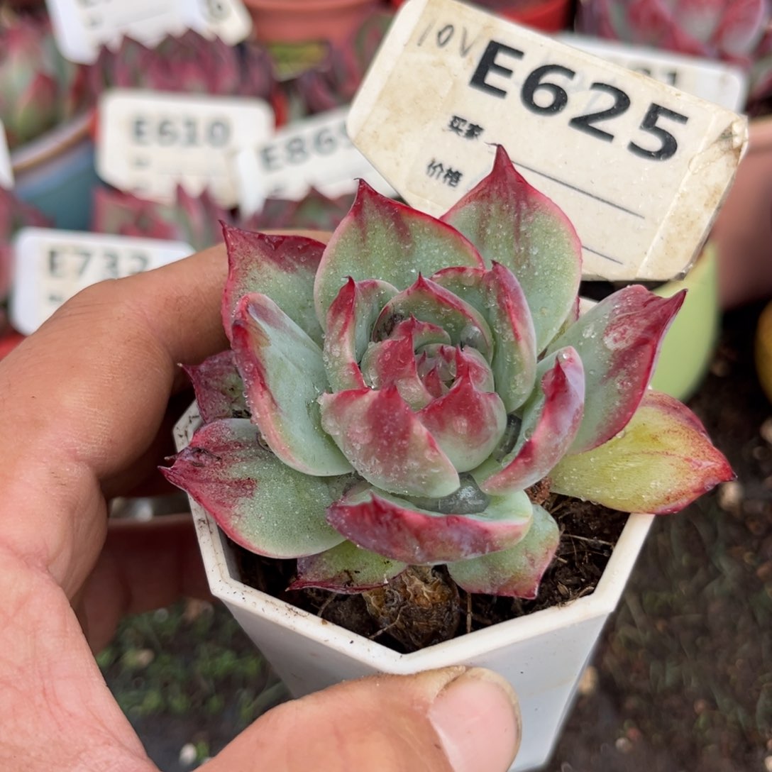 惊鸿一瞥625号多肉