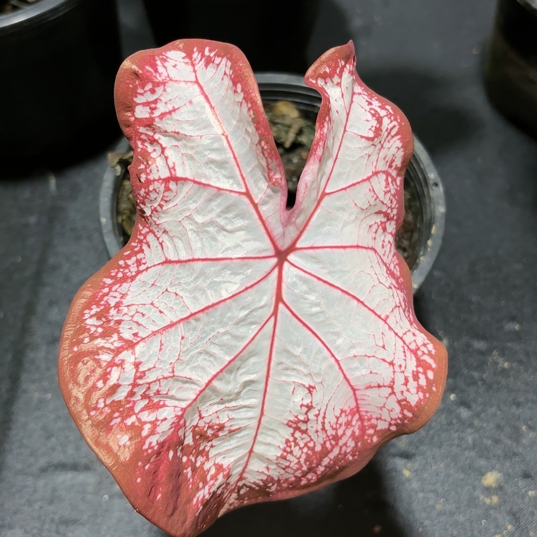 306-0115冰沙彩叶芋泰国发货