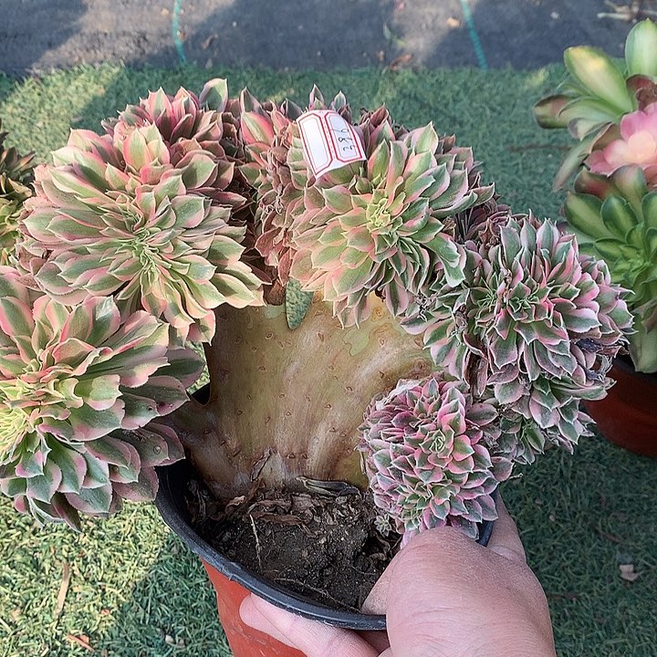 396女巫缀化多肉植物