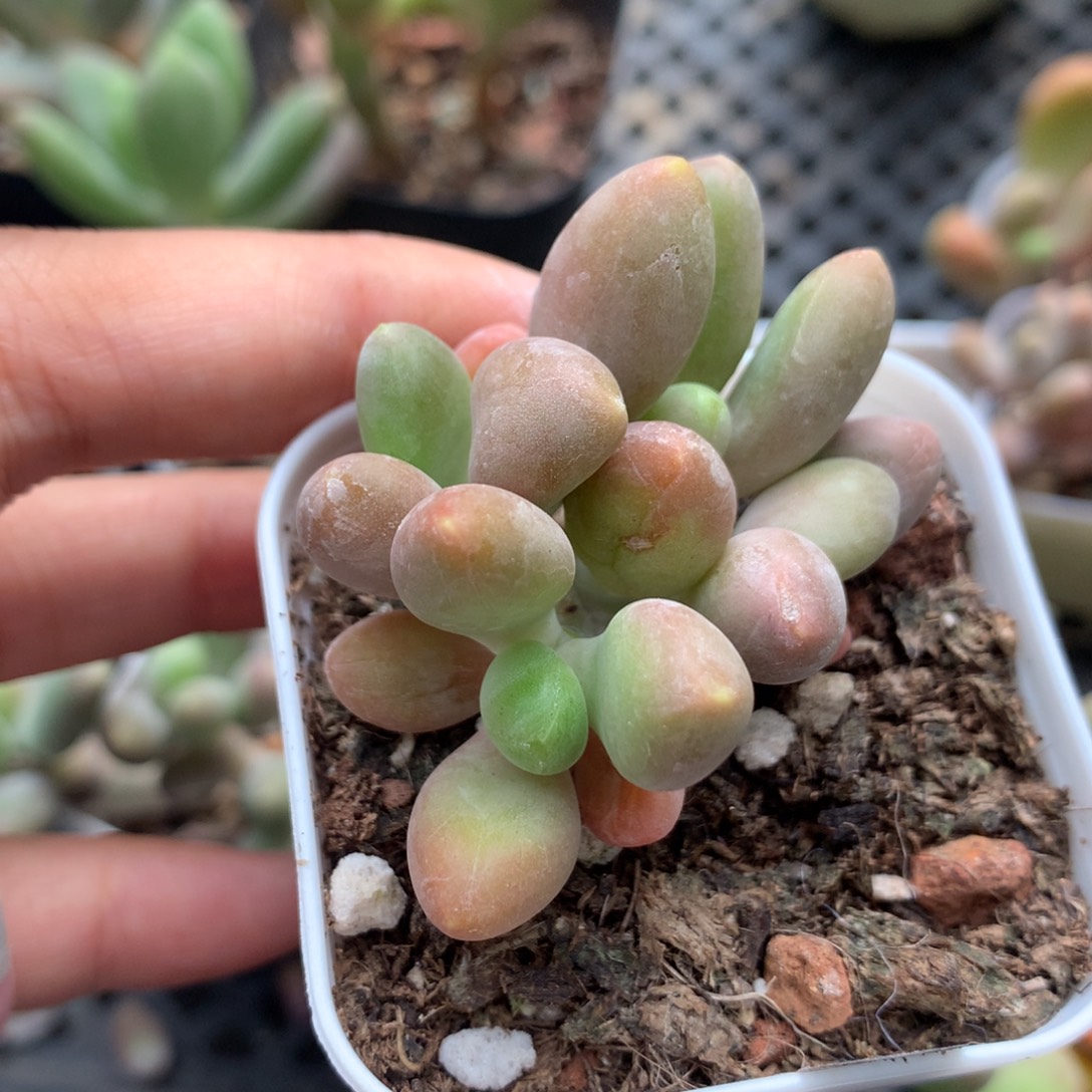 芒果奶酪多肉芒果奶