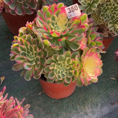 350海仙手捧多肉植物，