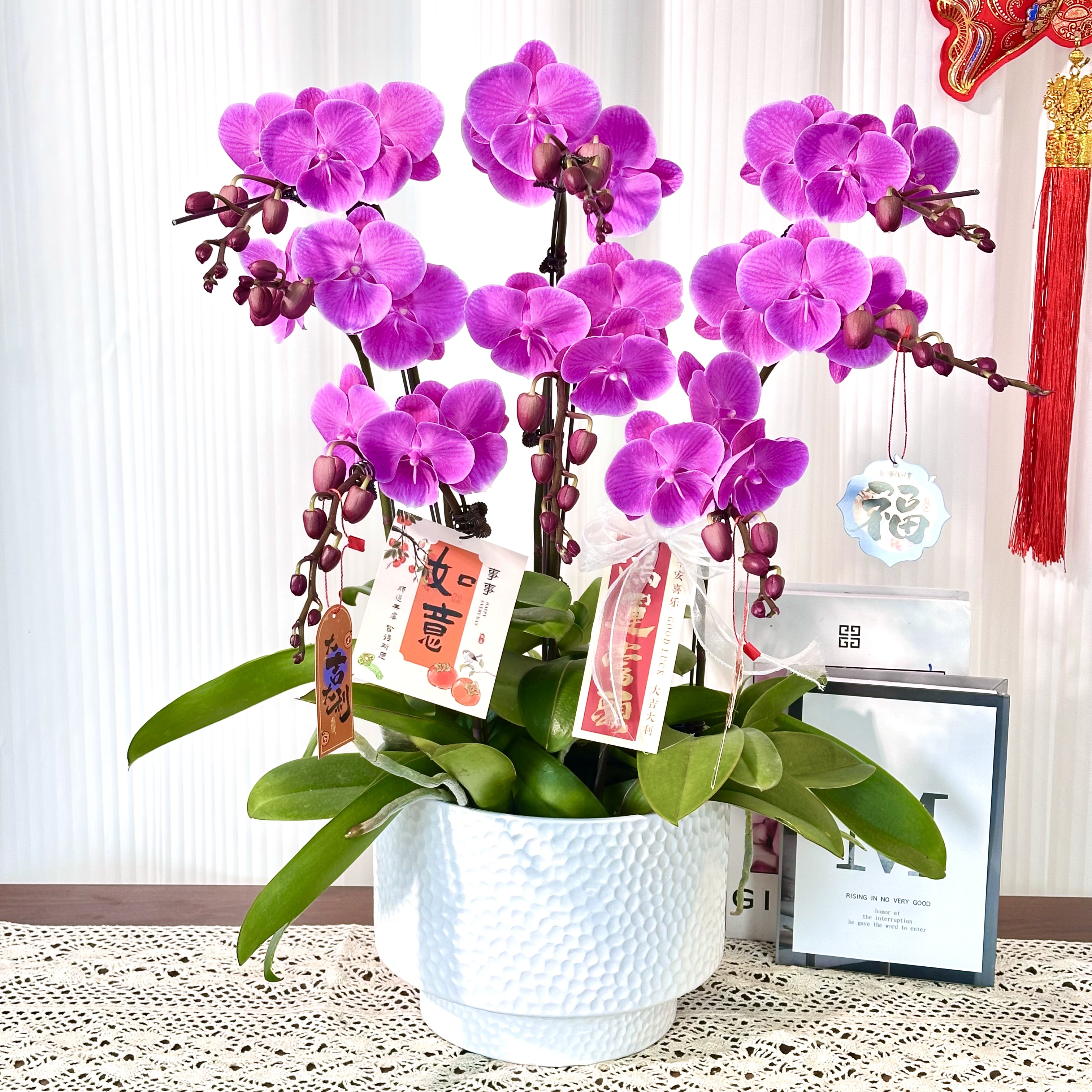  【曼哈顿】室内蝴蝶兰花盆栽 年宵花 懒人绿植 送人送礼