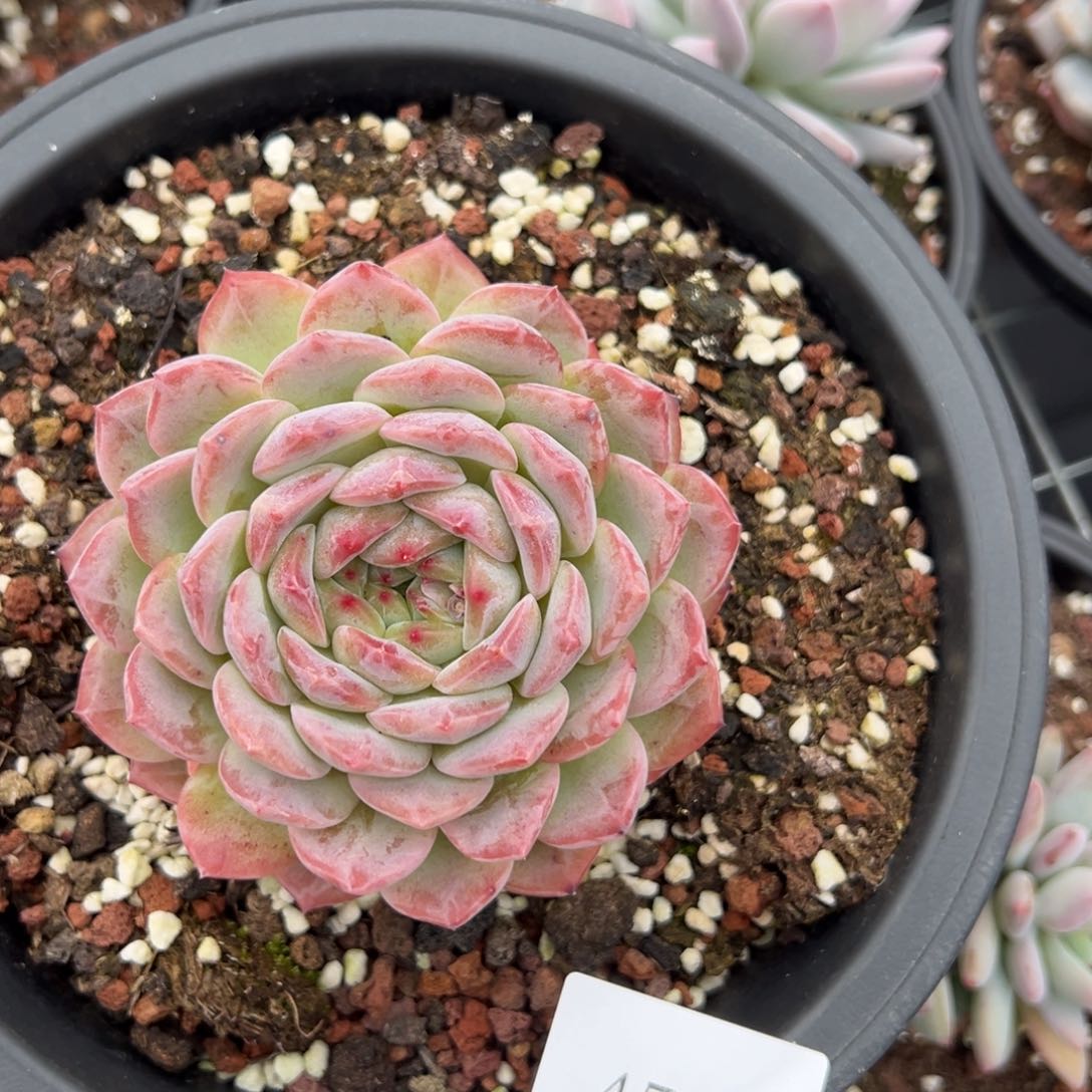 依*4565个肉肉肉肉肉肉