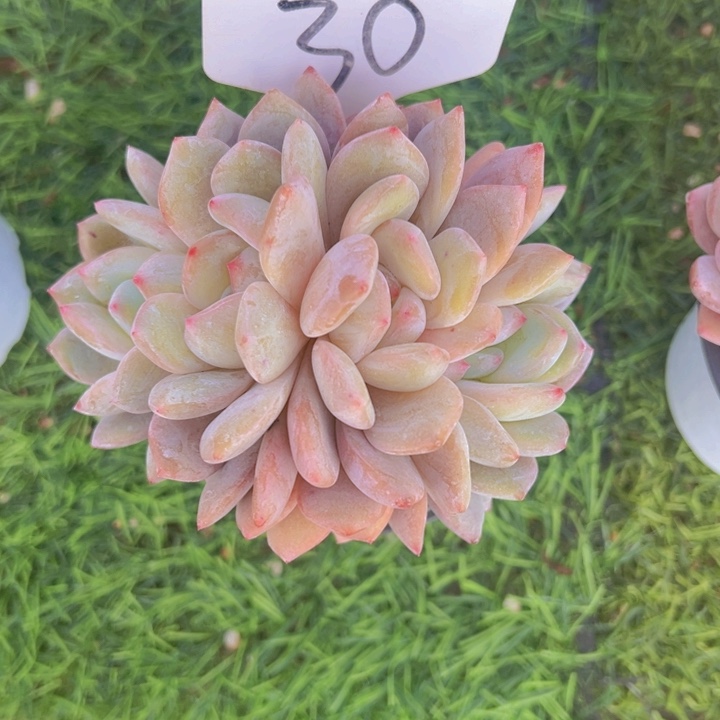 健健康康平平安安