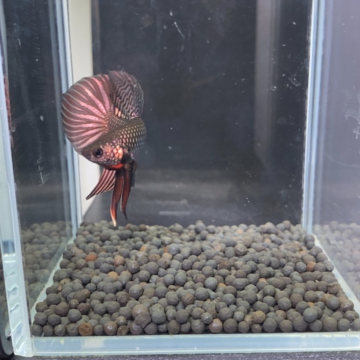 斗鱼泰国斗鱼422号