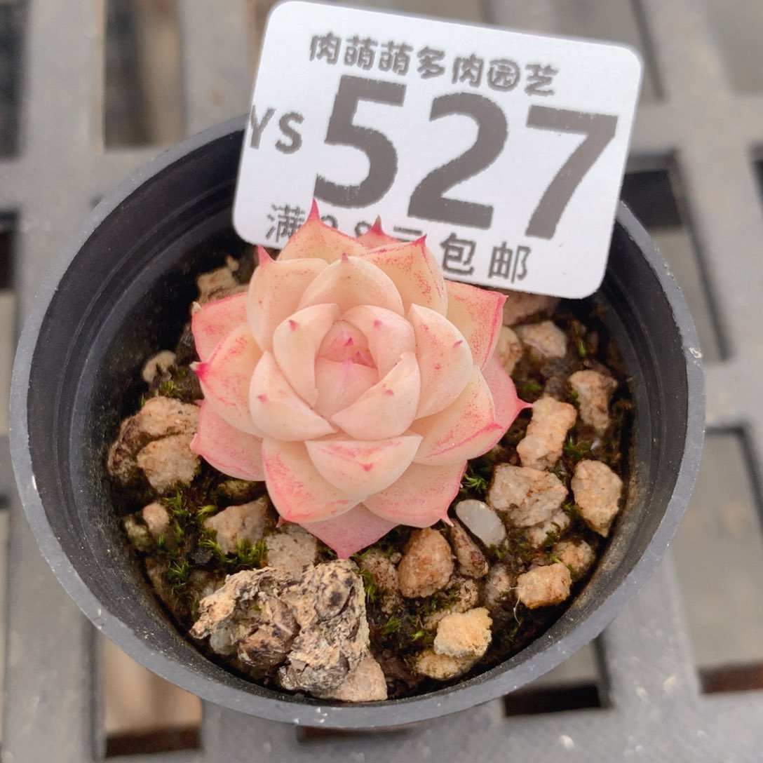 肉萌萌精控拇指盆多肉YS527