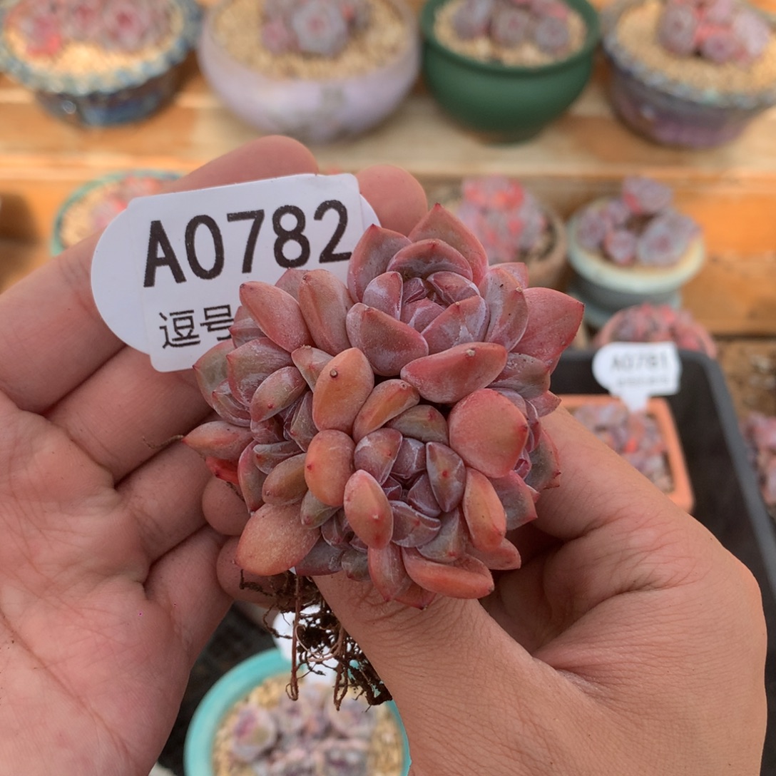 A0782 石榴籽朵缀 迷你号有砍 7cm