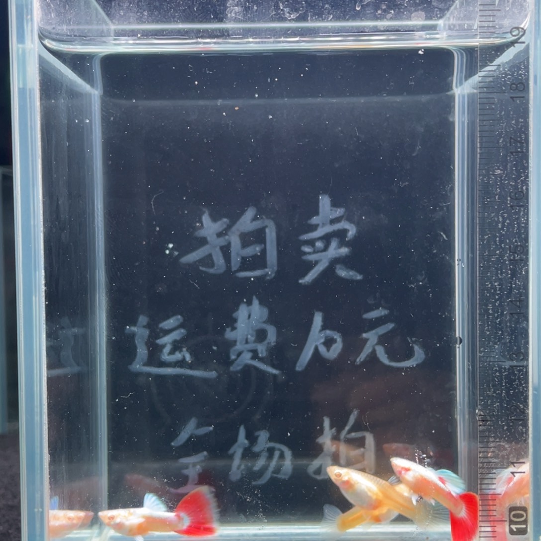 孔雀鱼蓝白火烧云鸥翼两对