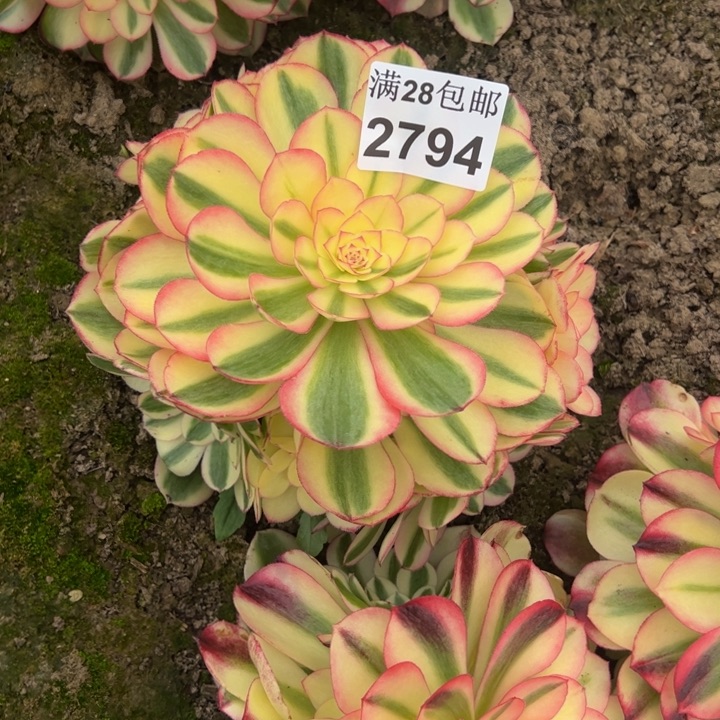 2794南倾城多肉植物